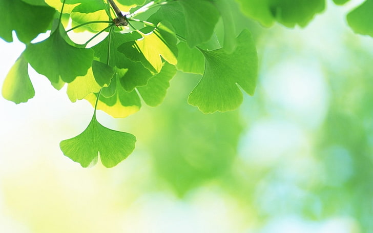 Leaves, Plants, Green,  background, Blur, HD wallpaper